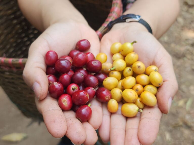 กาแฟใต้ร่มไม้ ECO-BRAND กับภารกิจคืนคืนลมหายใจให้ป่าและชุมชน