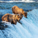 Alaska ดินแดนมหัศจรรย์แห่งแสงเหนือ ธารน้ำแข็ง และหมีกริซลี่