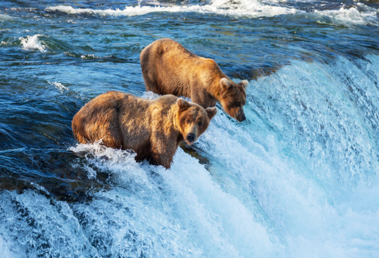 Alaska ดินแดนมหัศจรรย์แห่งแสงเหนือ ธารน้ำแข็ง และหมีกริซลี่